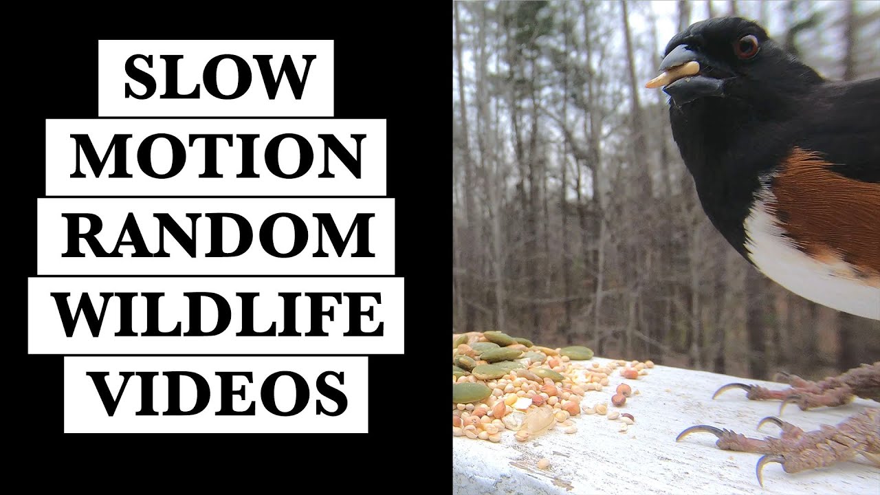 Random Wildlife Videos in Slow Motion