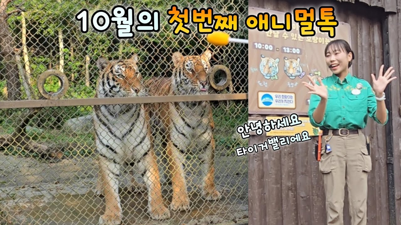 에버랜드 타이거밸리 애니멀톡 사랑스러운 아름 우리와 재연언니💕25.10.01 Everland Amurtiger Areum Woori 