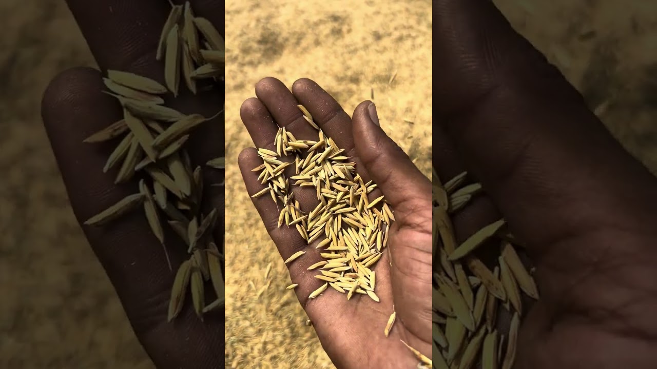 1718 , 1121 dhaan Beri Mandi live boli full vlog🙏🌾🌾🌾