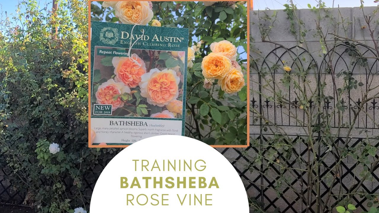 Pruning and Training my Bathsheba Rose Vine: Training a 3-year old David Austin Rose Vine