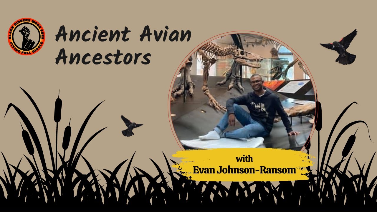 Ancient Avian Ancestors with Evan Johnson-Ransom