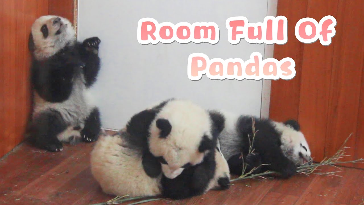 Wanna Have A Room Full Of Pandas | iPanda