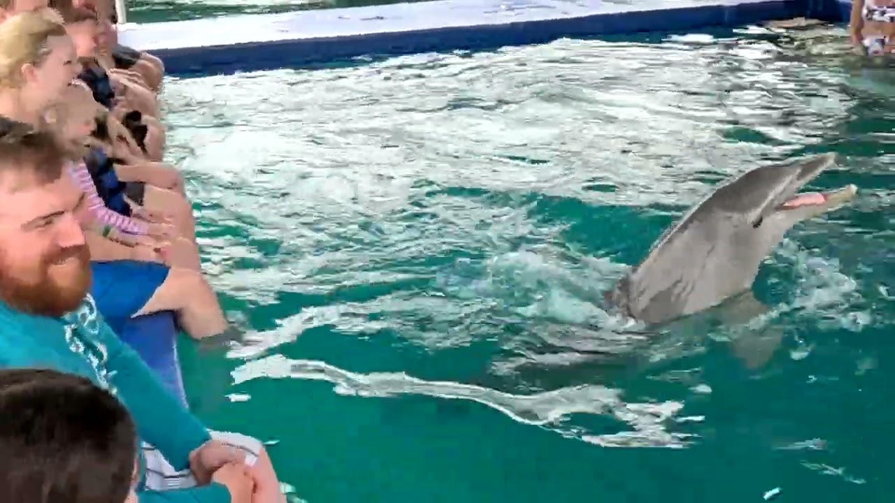 Ocean World Dolphin Encounter - Puerto Plata