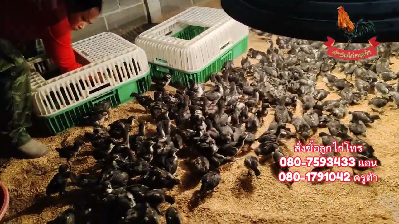 ลูกไก่ประดู่หางดำเชียงใหม่ค่ะ