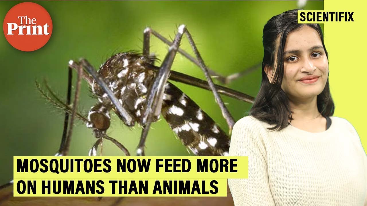 How forest cover loss is making mosquitoes more bloodthirsty for humans