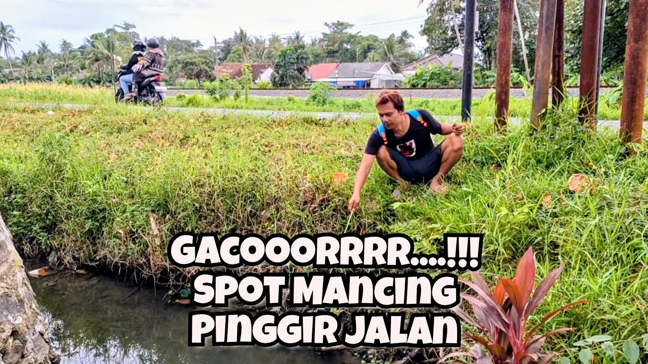 INFO DARI PAK MANTRI LANGSUNG GAS KITA PANCING