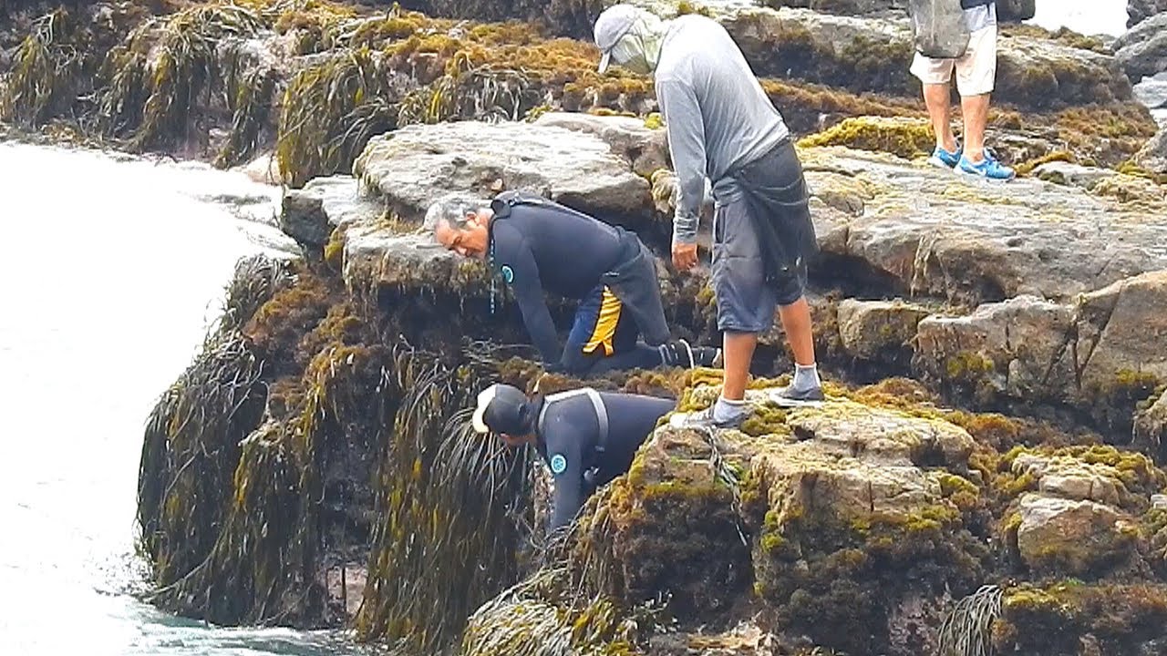 Observen como estos hombres sacan mariscos