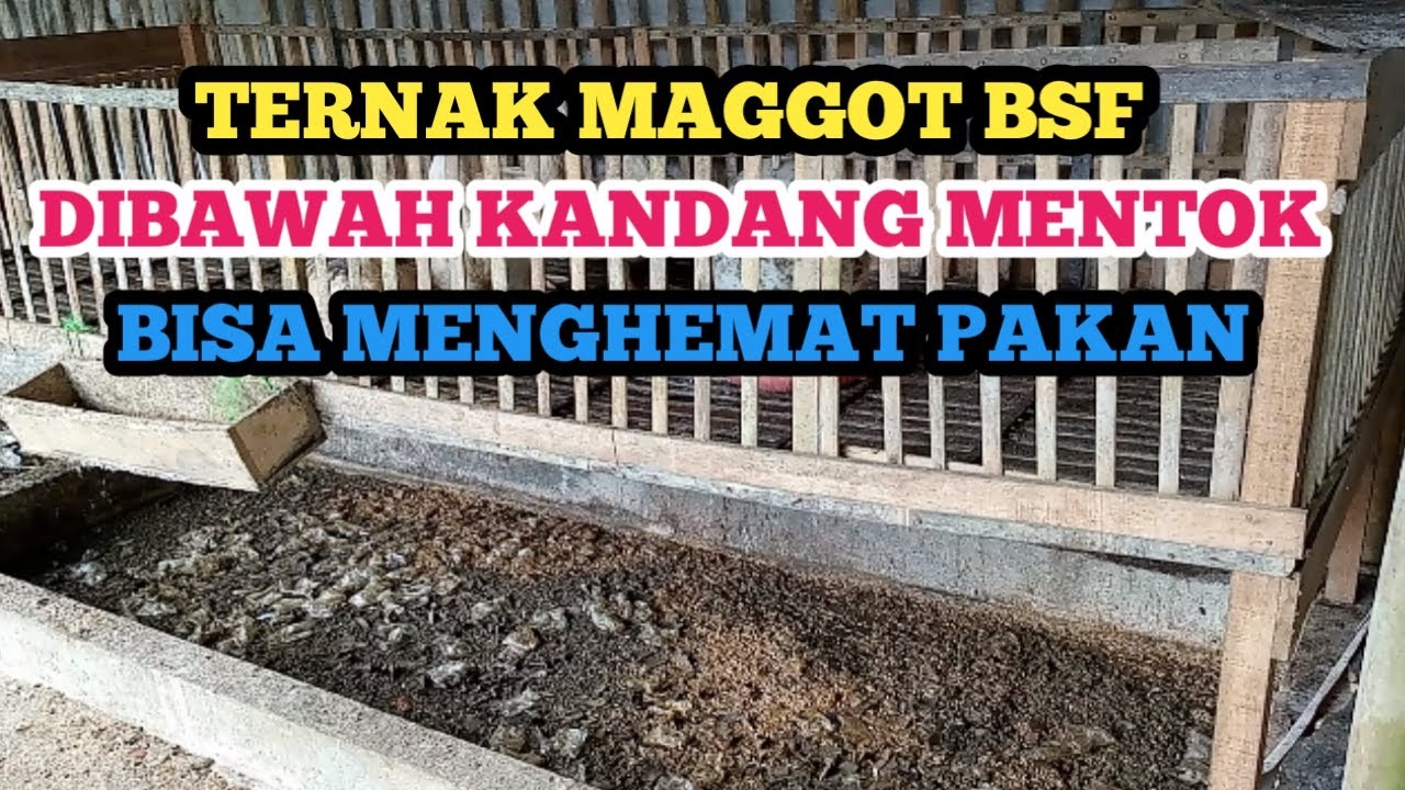 TERNAK MAGGOT BSF DIBAWAH KANDANG MENTOK MENGHEMAT PAKAN