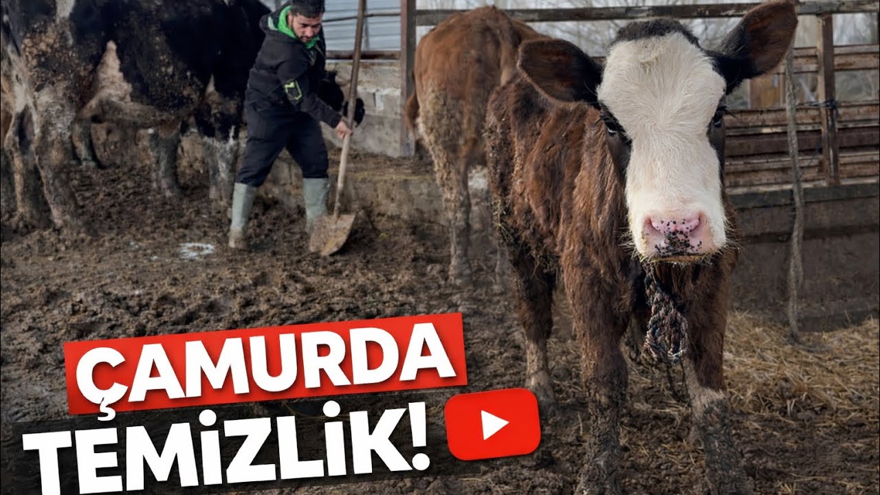 YENİ BUZAĞI ALDIM HAYVANCILIĞIN KARA YÜZÜ BOK TEMİZLEME!
