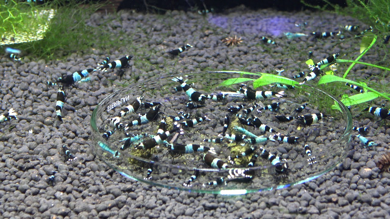 Caridina Taiwan Bee Panda - Shrimps dk