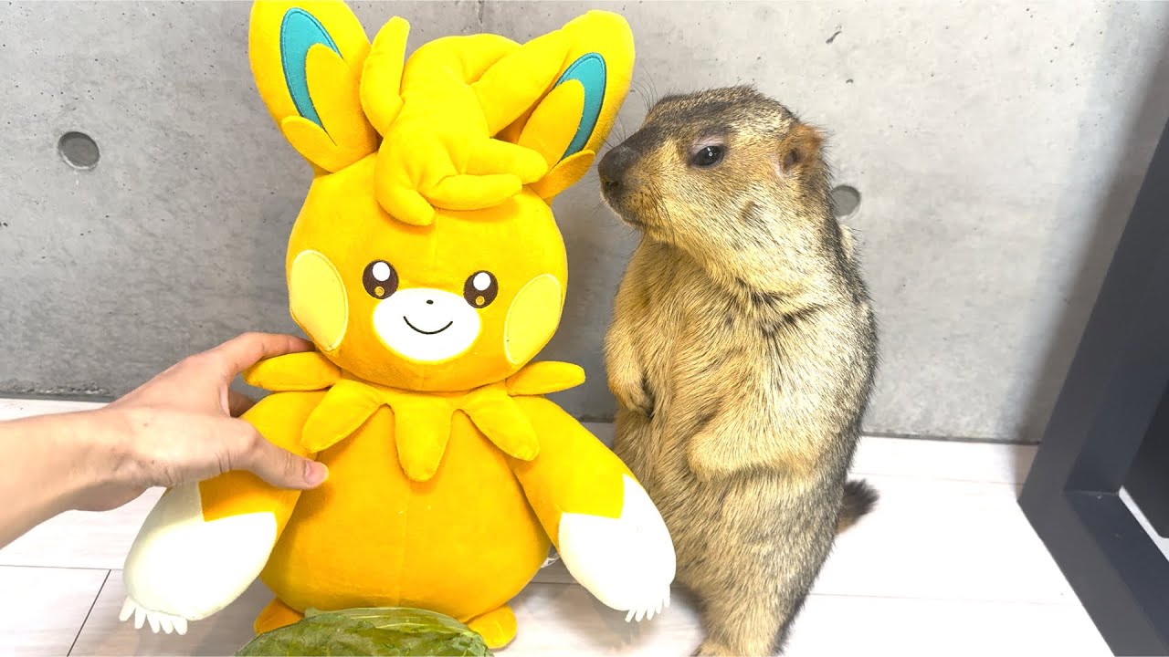 How big is the marmot 