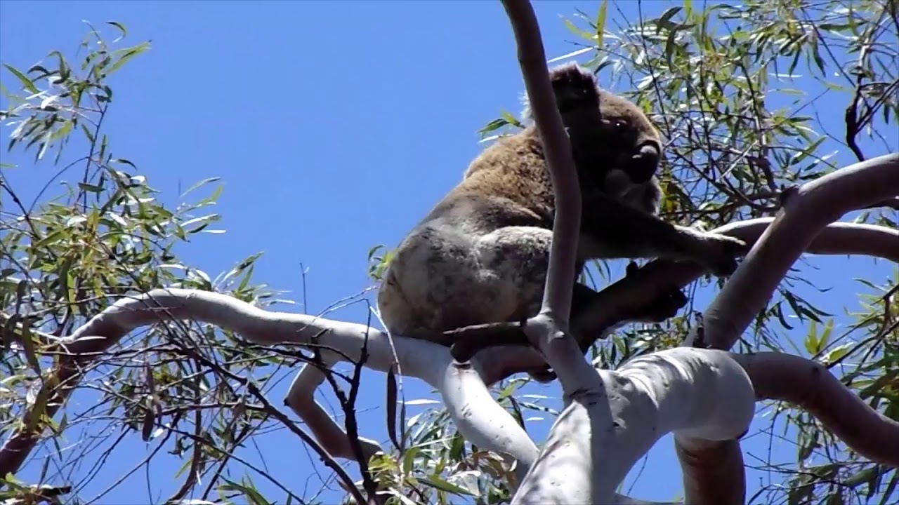 Koala in apple gum