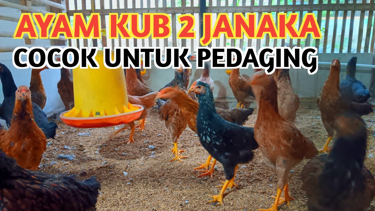 AYAM KUB 2 JANAKA KAKI KUNING COCOK MENGGANTIKAN AYAM KAMPUNG BIASA !!!