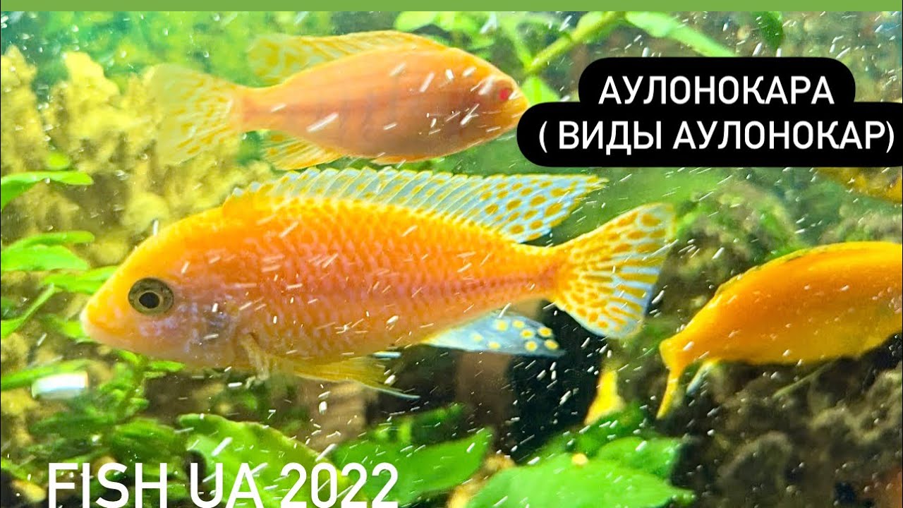 Любимая цихлида Аулонокара и ее виды