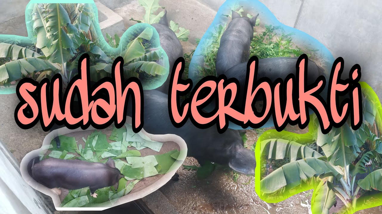 obat babi mencret