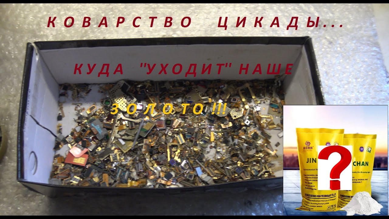 Коварство Цикады.Куда  ''уходит'' наше  Золото!