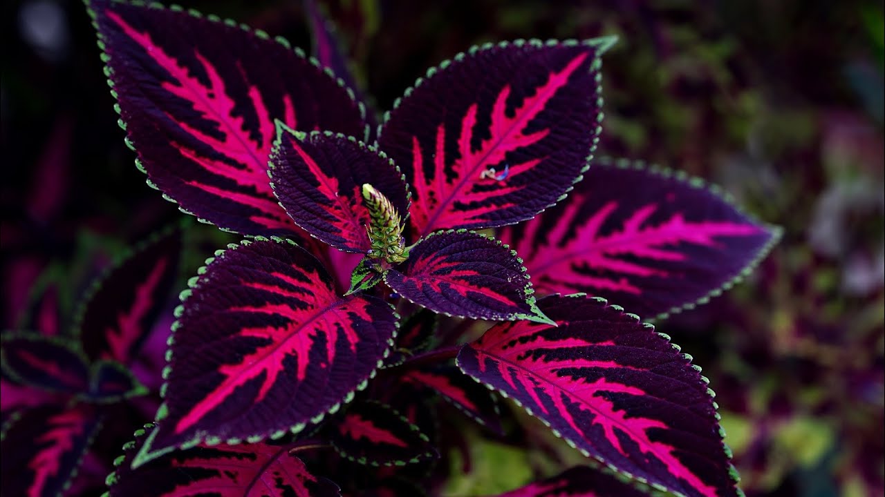 10 Folhagens coloridas para o seu jardim