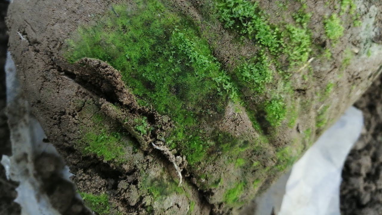 How To Grow Moss / Peatmoss at Home.. Organic moss.. Plant booster