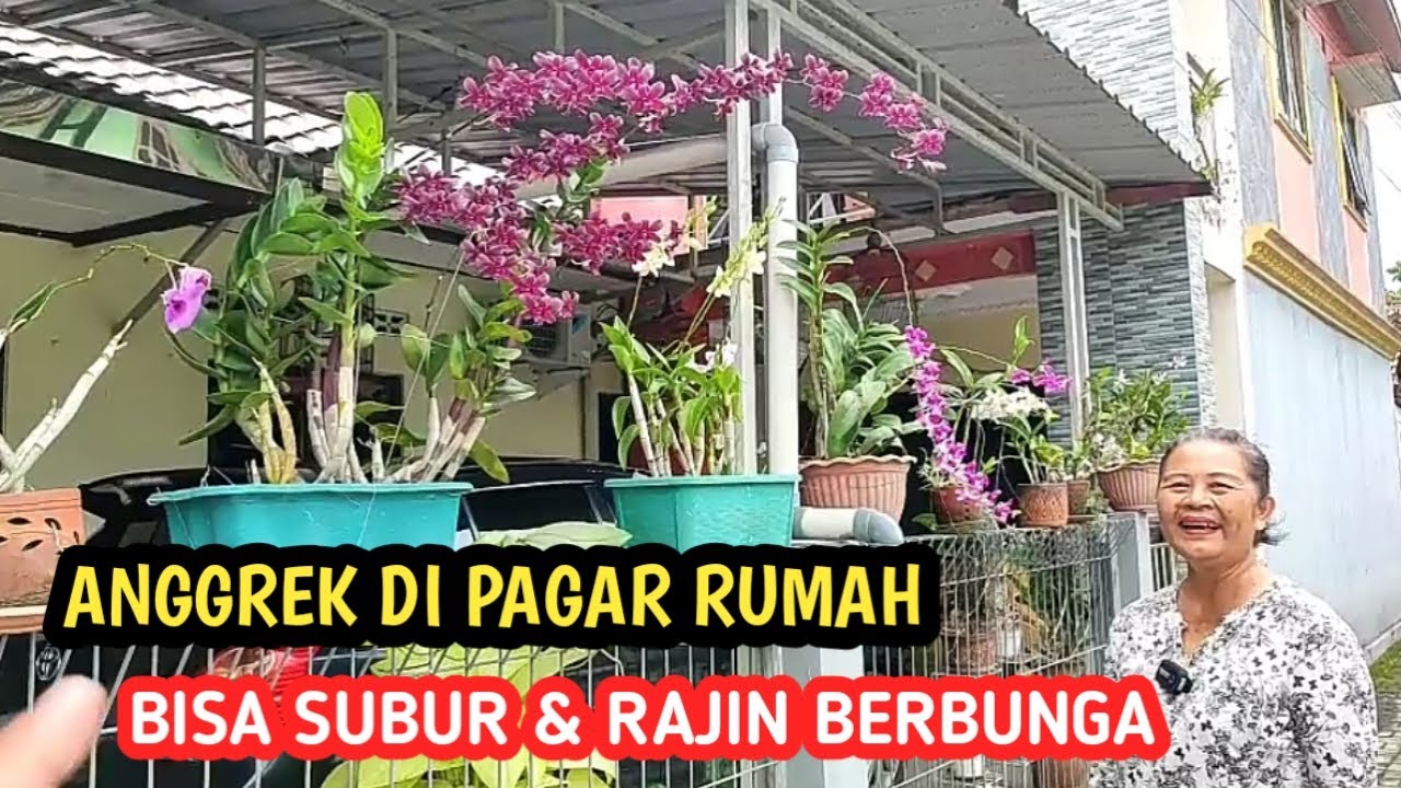 ANGGREK DI PAGAR RUMAH, SUBUR & RAJIN BERBUNGA