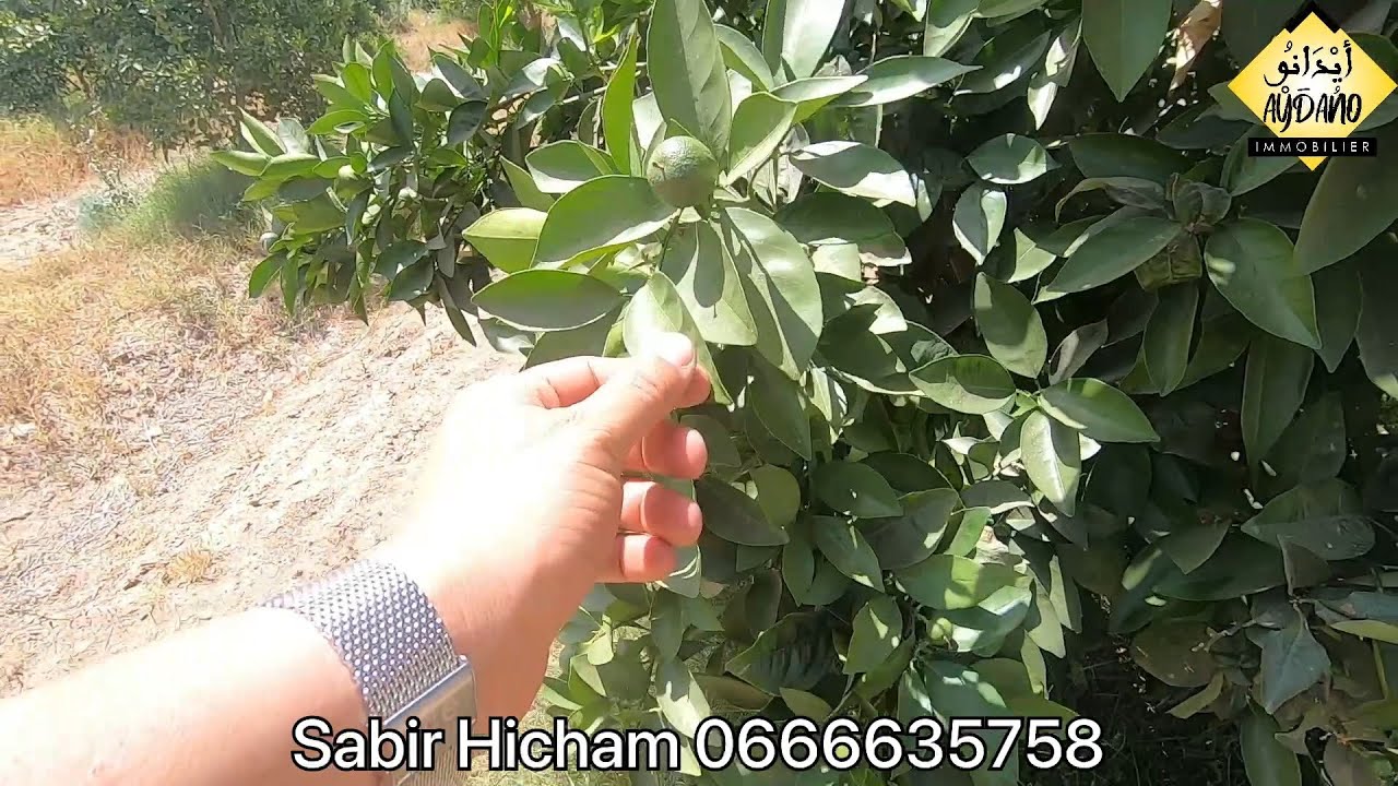ضيعة لإنتاج الليمون للبيع نواحي مدينة أكادير16.5 هكتار
