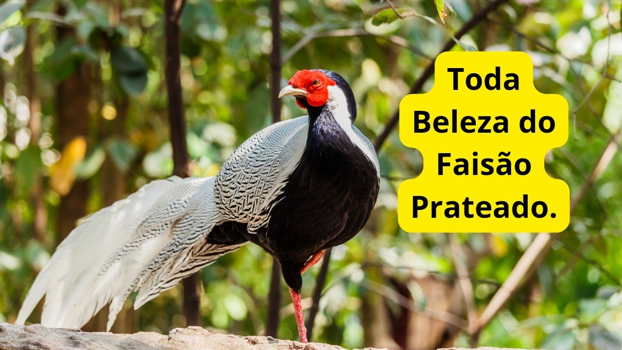 Faisão prateado e seus segredos.
