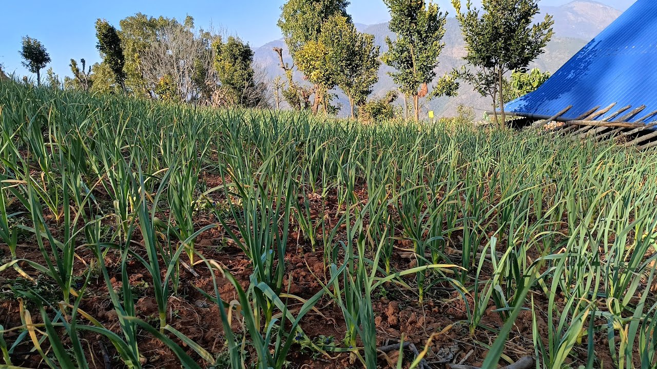 खेतीमा झारकोटमेल गर्दैछु गाएज|Garlic Farming in Nepal|lasun kheti...