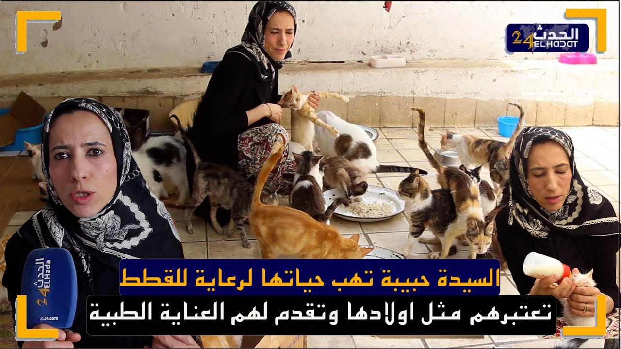 حبيبة احبت القطط وأسست من أجلهم جمعية للعناية والإيواء ...كنعتابرهم بحال ولادي