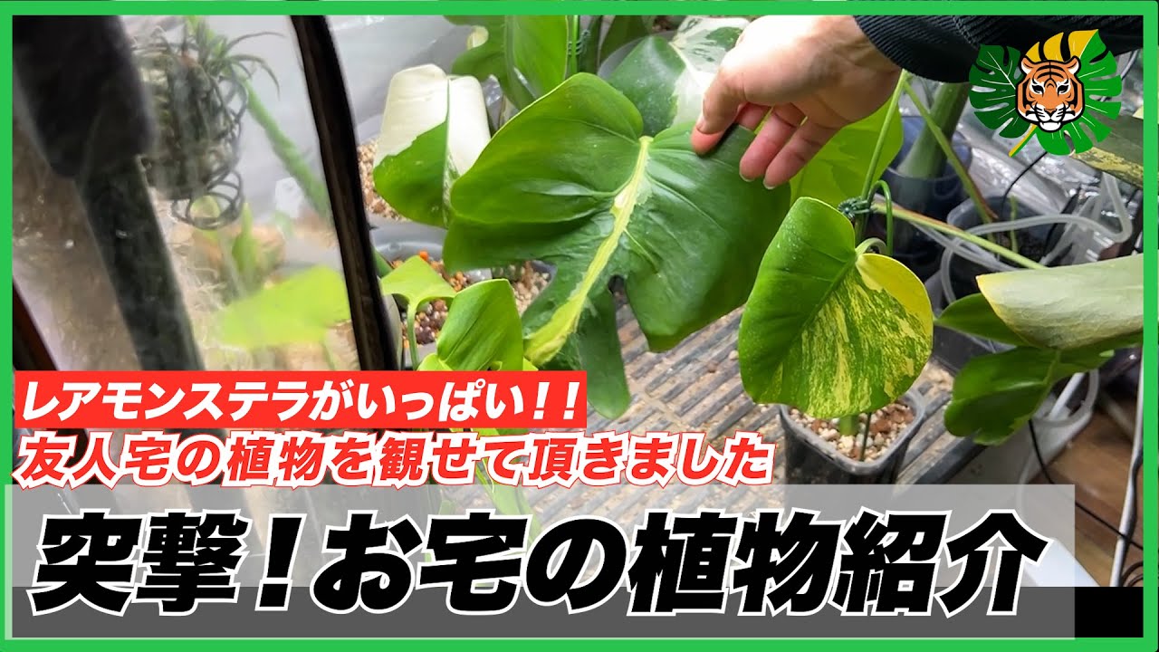 【モンステラ】突撃！お宅の植物紹介！！コミュニティの友人『やたがらすさん』に植物を観せて欲しいとお願いして、撮影させて頂きました。希少モンステラがいっぱいでした
