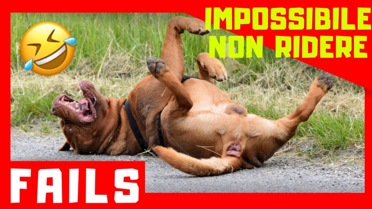CANI DIVERTENTI | PROVA A NON RIDERE COMPILATION 🐶