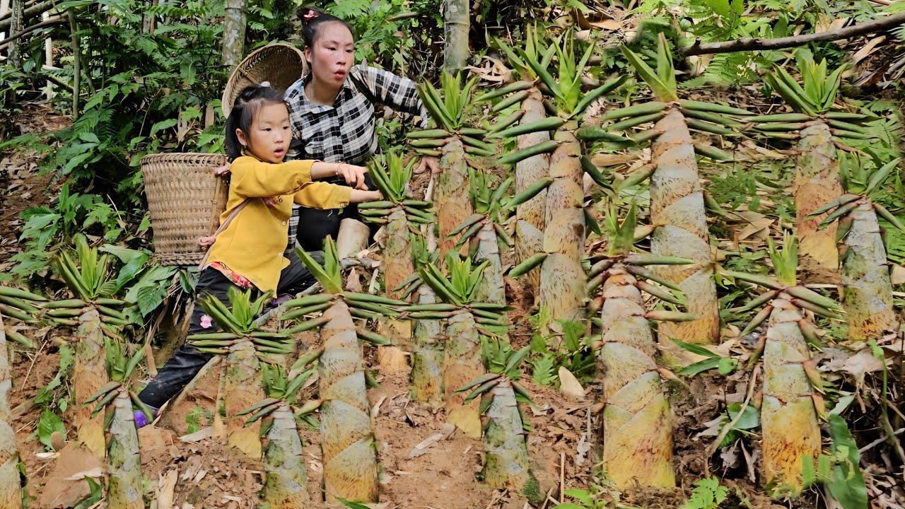 Harvesting bamboo shoots to sell at the market with my daughter | Lý Tiểu Vy
