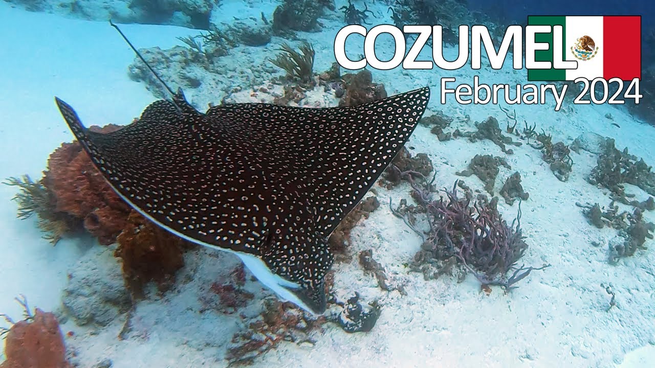 Scuba Diving: Cozumel, Mexico - February 2024 (4K)