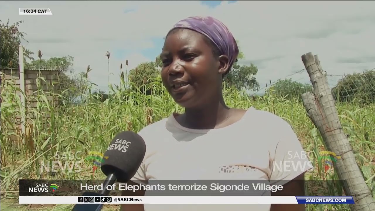 Herd of elephants terrorize Sigonde village residents