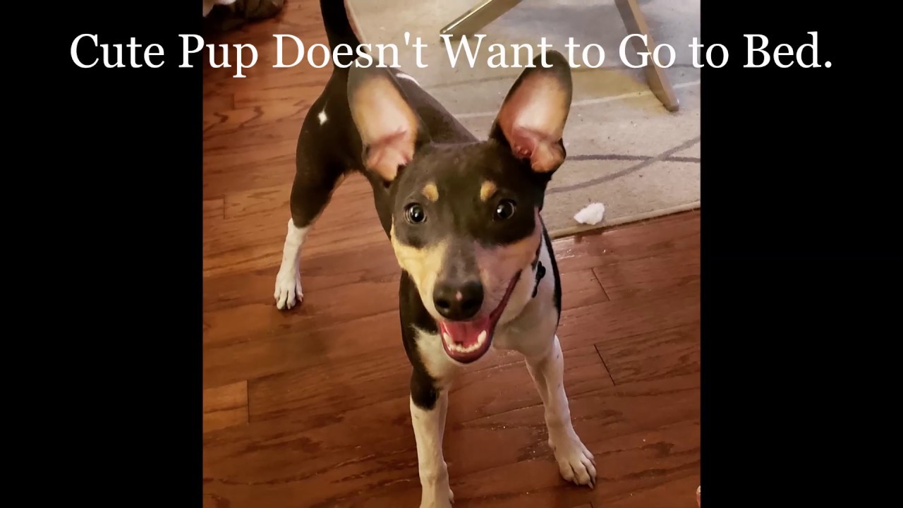 Rat Terrier Puppy Doesn't Want to Go To Bed.