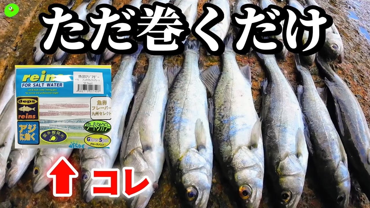 アジングタックルで誰でも簡単にシーバス(セイゴ)が釣れまくる釣り方がコレ！【ナイトアジング】