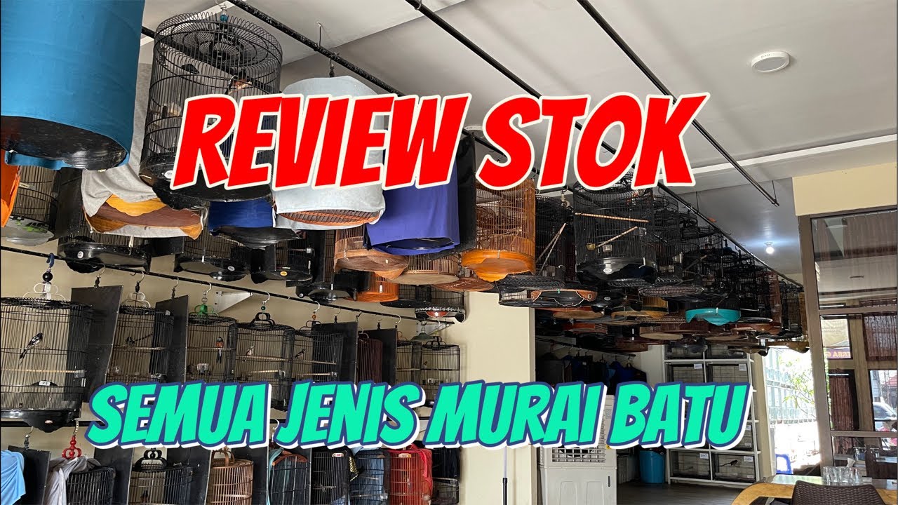 REVIEW STOK SEMUA JENIS MURAI BATU