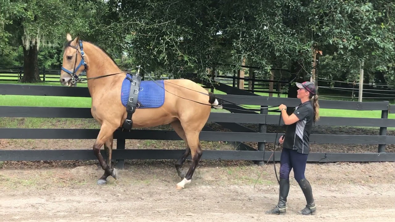 Piaffe Training in the Long Reins! Azteca Mare Preciosa