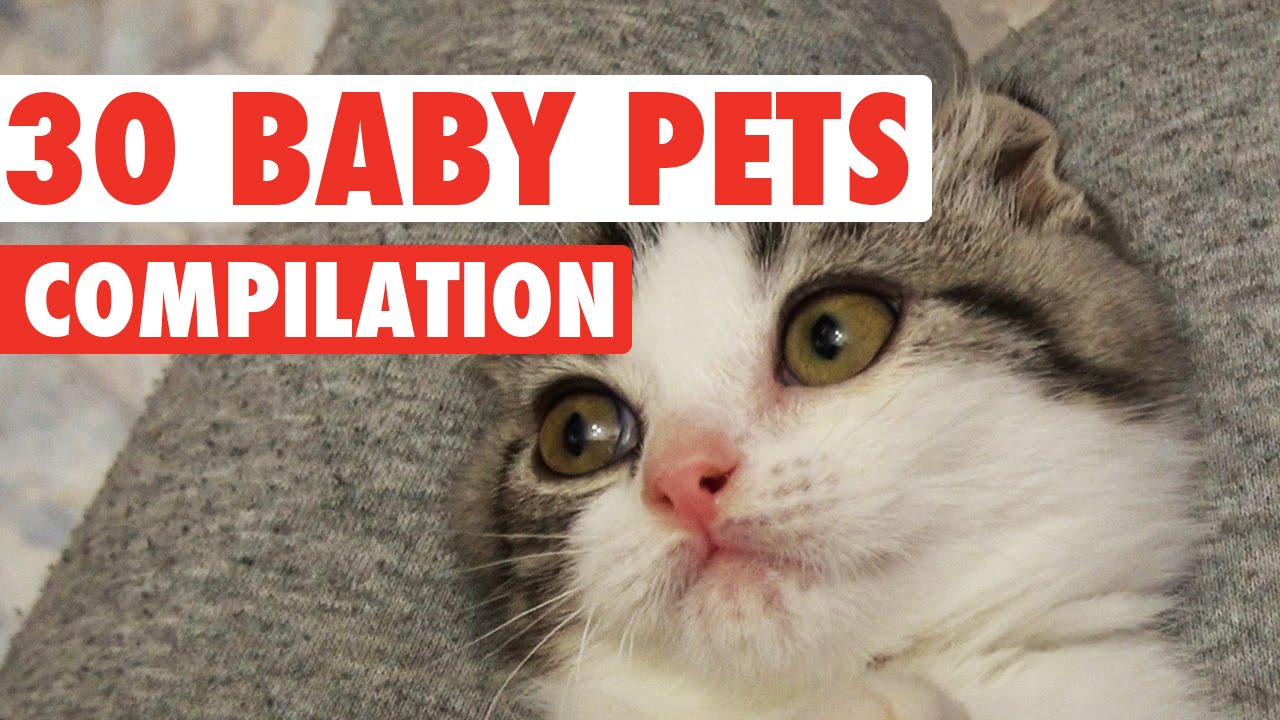 Top 30 Adorable Baby Pets Video Compilation 2016