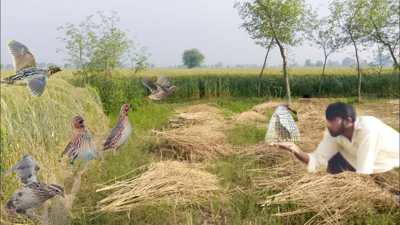 Batair ka shikar 2026 | Kirak aur Jal k sath Shikar | Quail Hunting 2026 | How to Catch Common Quail