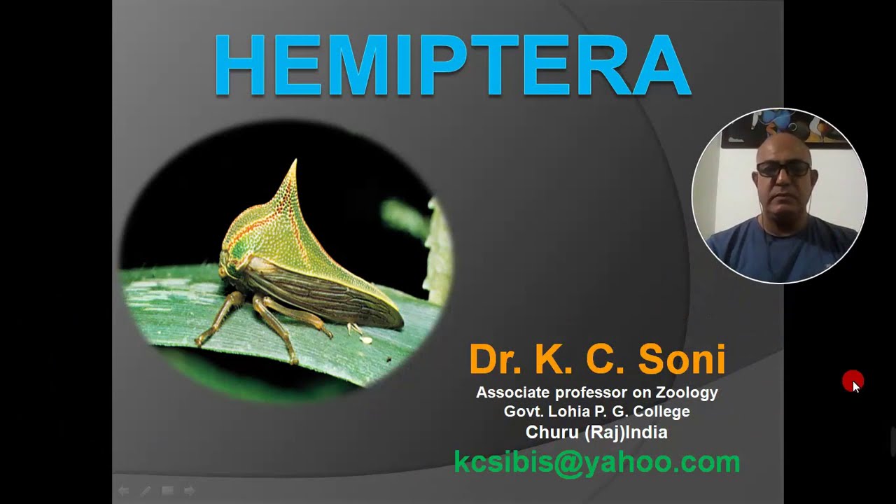 HEMIPTERA