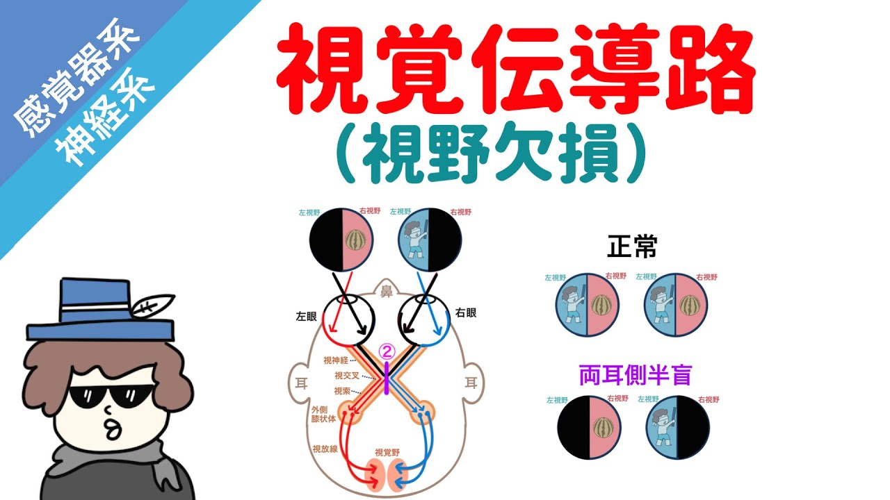 視覚伝導路と視野欠損の覚え方（PDF付き）