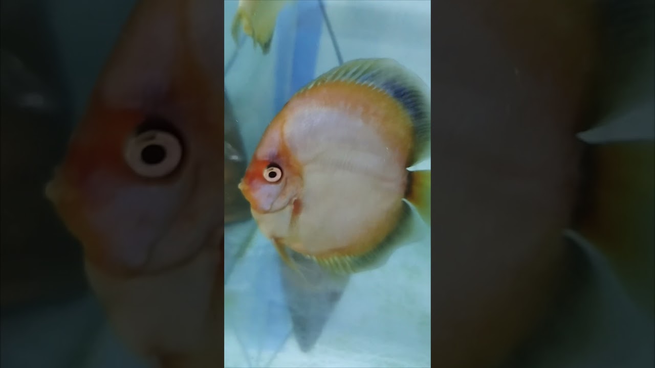 Discus Matriz Acaraguto 