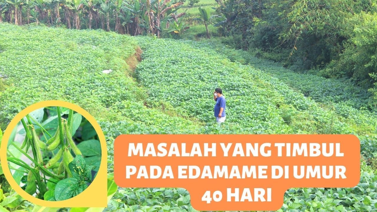 PEMANTAUAN TANAMAN EDAMAME DI UMUR 40 HARI