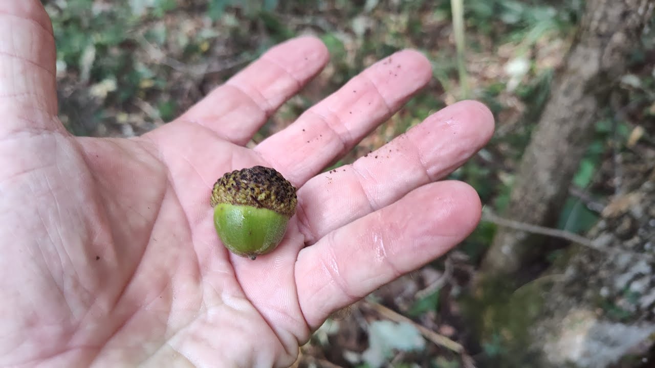 Preseason Public land scouting and hog hunt #4