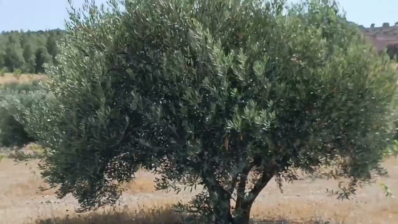 ضيعة فلاحية للبيع على الغابة او على واد ديال الماء