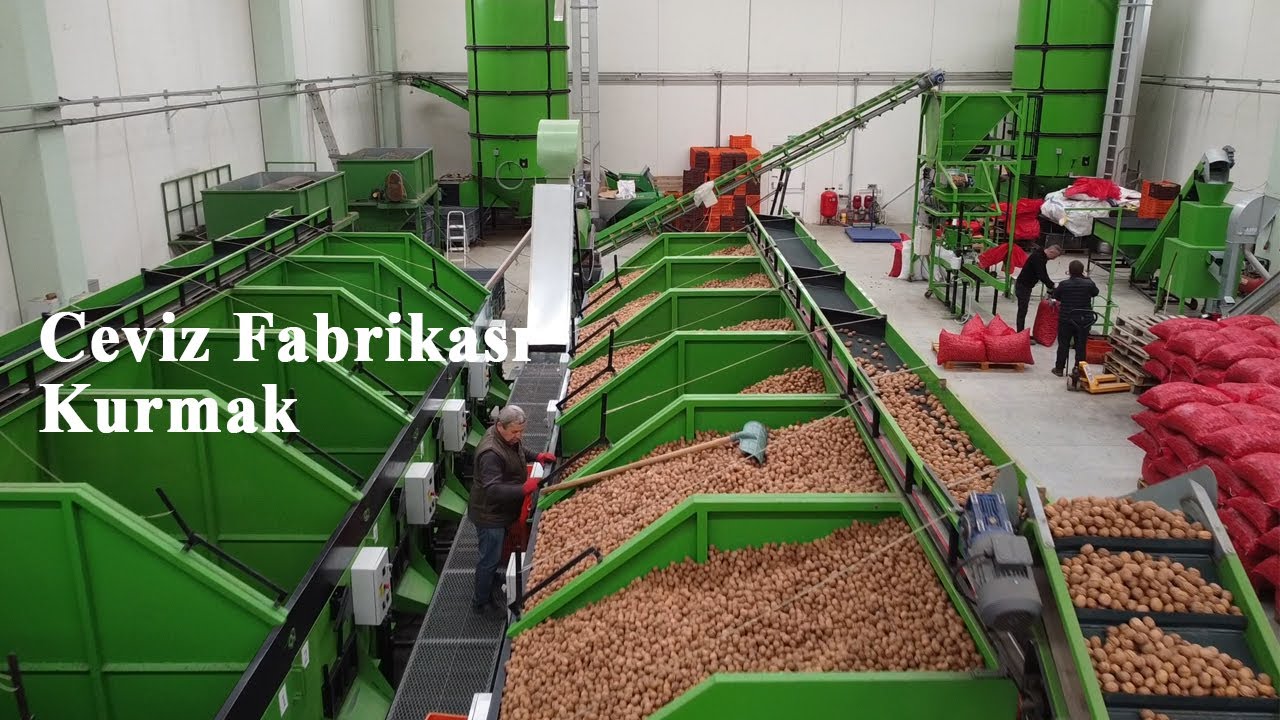 Sıfırdan Ceviz fabrika sahibi olmak
