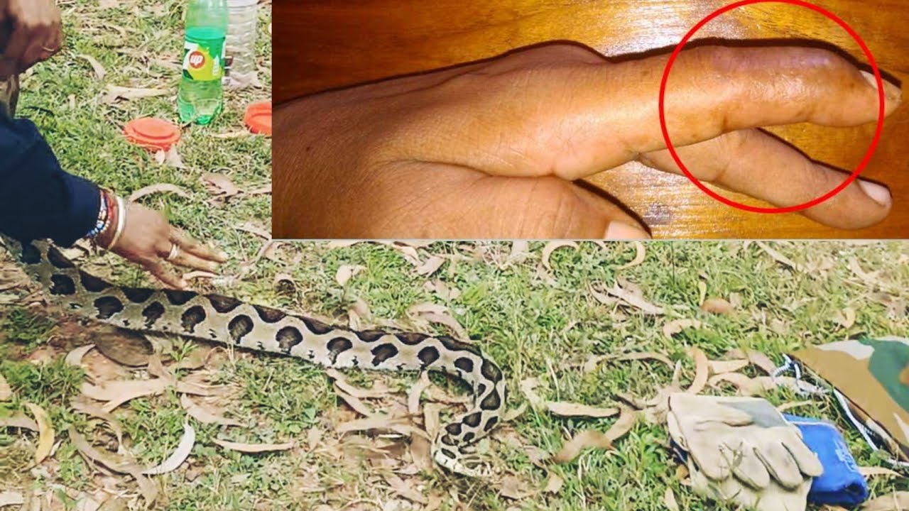 Exclusive First Look at Russell Viper bites !