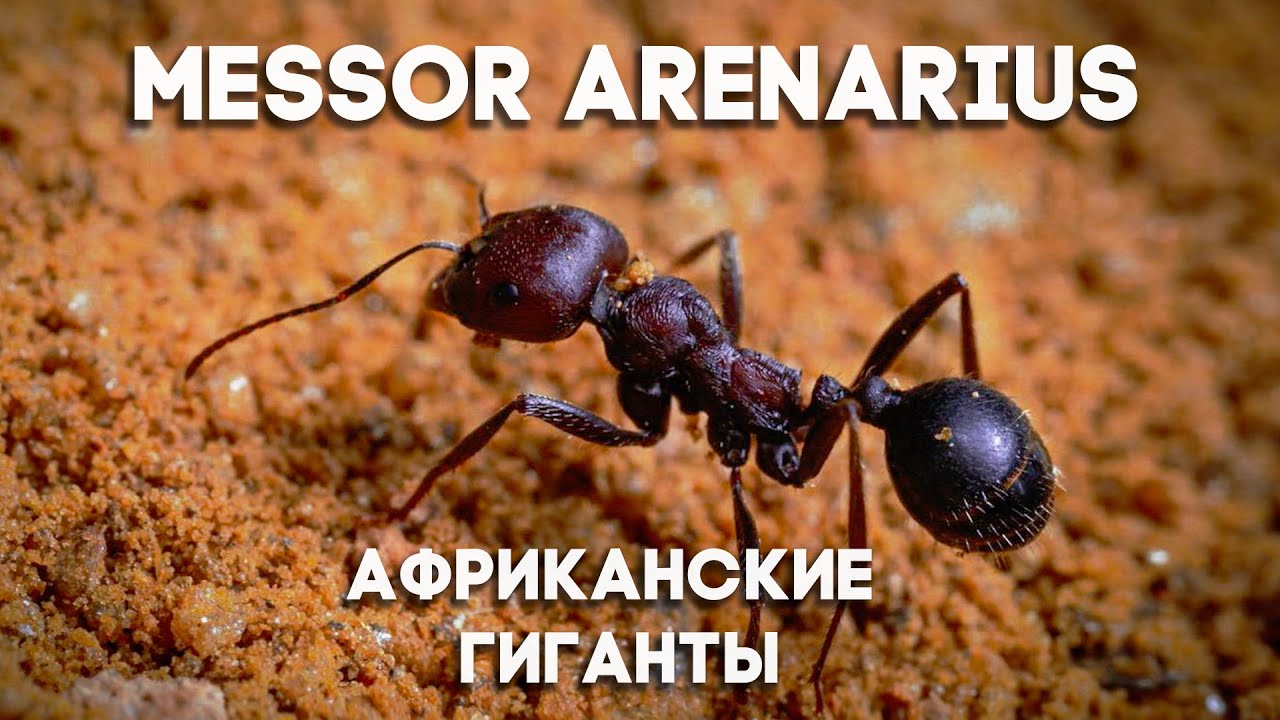 МУРАВЬИ MESSOR ARENARIUS - ГИГАНТЫ АФРИКАНСКИХ ПУСТЫНЬ \\ Димон и Пумба