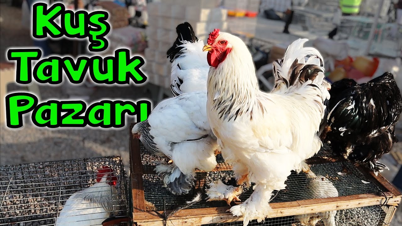 İZMİR KUŞ PAZARI | GÜVERCİN TAVUK KAZ HİNDİ ... NE ARARSAN VAR!