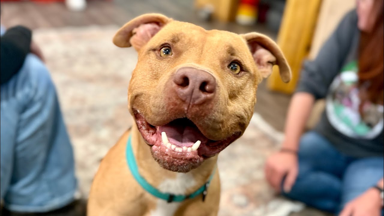 Adoptable Buster Butter Softer than a Crescent Roll