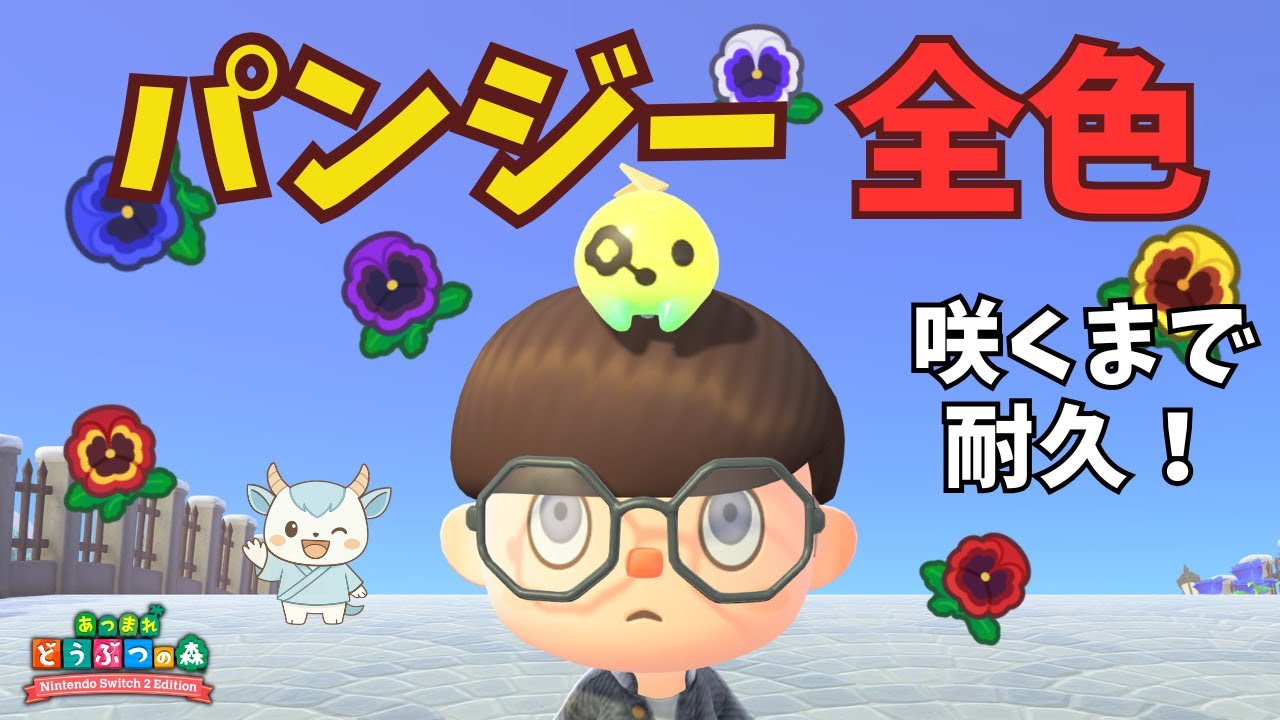 【耐久】０からパンジーを全色咲かせるまで終われない！【あつ森】